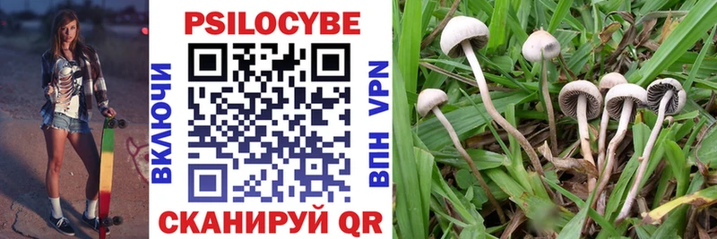 Псилоцибиновые грибы Psilocybine cubensis  Канаш 